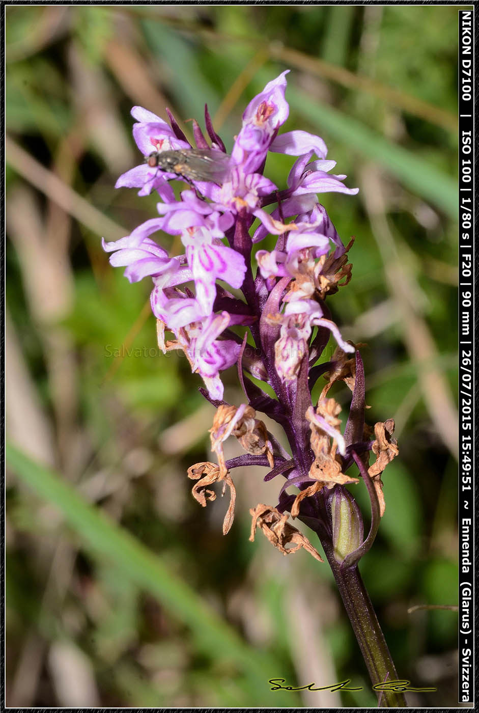 Svizzera - Dactylorhiza maculata subsp fuchsii